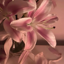 heartlocketdiares8 avatar