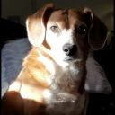 heartofabeast avatar