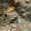 hearye-clownboy avatar