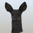 heavymetaldeer avatar