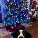 hecateisalesbian avatar