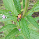 heckin-nature-n-stuff avatar