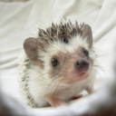 hedgehogappreciation avatar