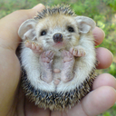 hedgehogsandnutella avatar