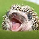 hedgehogsonice avatar