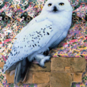 hedwigs-theme avatar