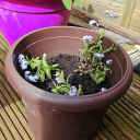 hekatean-path avatar