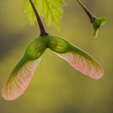 helicopter-seeds avatar