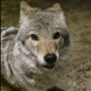 hellhound-petshop avatar