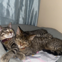 hello-restless-us avatar