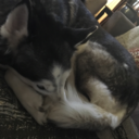 helpimtooobsessed avatar