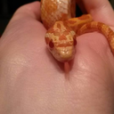 henrithecornsnake-blog avatar