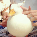 henrytheduck36q avatar