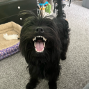 herdingdognerd avatar