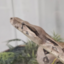 here-be-a-dragon avatar