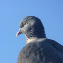 heymisterpigeon avatar