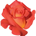 hibiscusfields avatar