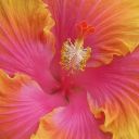 hibiscusthirtheen avatar