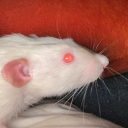 higgs-da-rat avatar