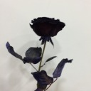 high-behaviour avatar