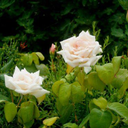 highfashionforsweettoothers avatar