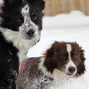 hikingwithbordercollies avatar