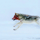 hillbillyvatican avatar