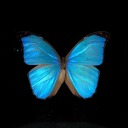 hillsidejuliet avatar