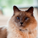 himalayan-cat avatar