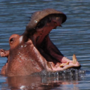 hippopotalust avatar