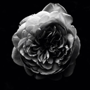 hiroki-nakane avatar