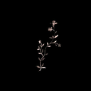 his-little-dreamdancer avatar