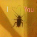 hollow-butcher avatar