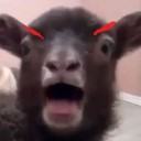 holy-rarepairs-batman avatar