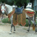 holy-steed-of-the-east avatar