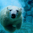 homeiswherethetexmexis avatar