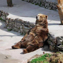 homerswingman avatar