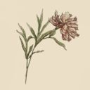 homewardskies avatar