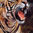 homosapiensxy avatar