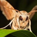 honest-moth-of-silver-grove avatar