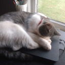 honey-x-suckle avatar