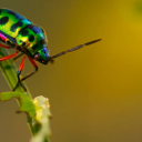 honeybeexbaby avatar