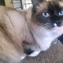 honeycatknows avatar