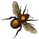 honeydaily avatar