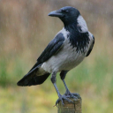 hoodedcrowking avatar