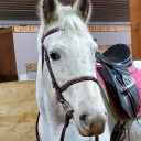 hoofbeats-and-whispers avatar