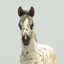 hoofbeatsofmysoul avatar