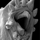 hooliganspirit avatar