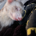 hopefullynotdogwater avatar