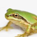 hopping-from-fixation-2-fixation avatar